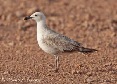 Yellow-legged Gull