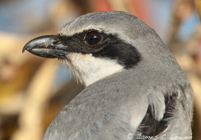 Southern Grey Shrike