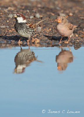 Spanish Sparrow & Trumpeter Finch