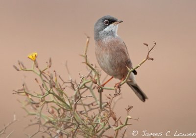 Spectacled Warbler