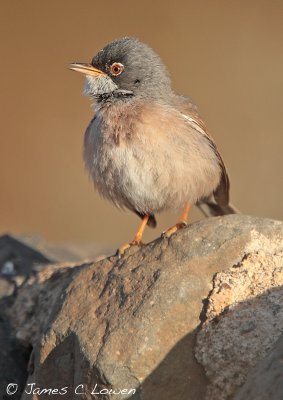 Spectacled Warbler