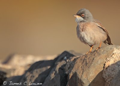 Spectacled Warbler