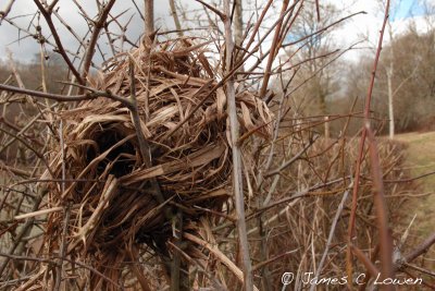 Hazel Dormouse nest