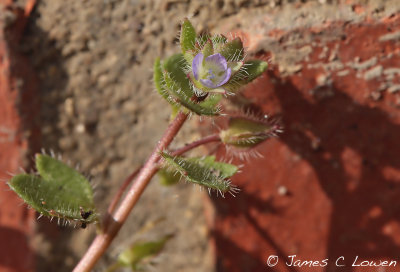 Ivy-leaved Speedwell