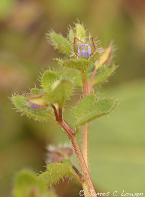 Ivy-leaved Speedwell