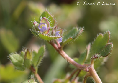 Ivy-leaved Speedwell