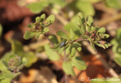 Fingered Speedwell