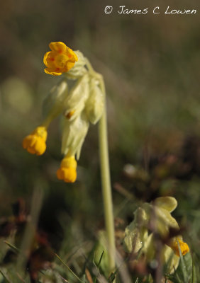 Cowslip