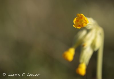 Cowslip