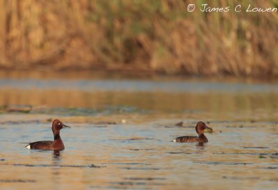 Ferruginous Duck