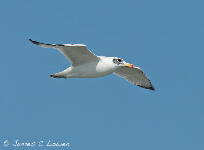 Pallas's Gull