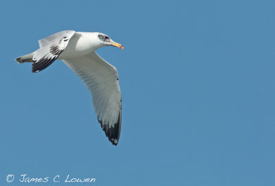 Pallas's Gull