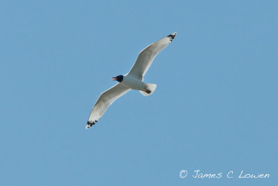 Pallas's Gull