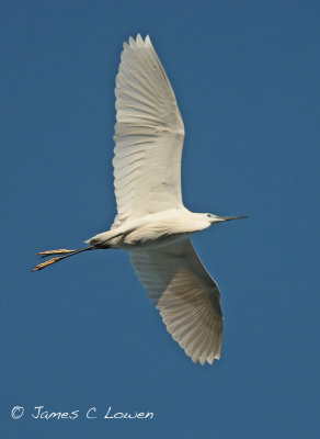 Little Egret w/ broken leg