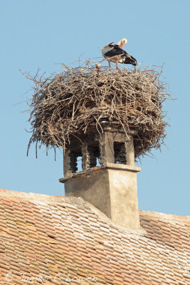 White Stork