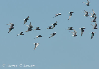 White-winged Black Tern