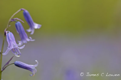 Bluebell