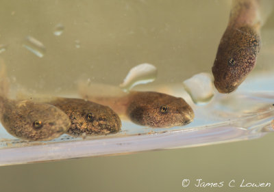 Common Frog tadpoles