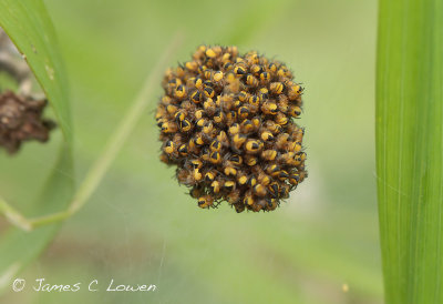 European Garden Spider