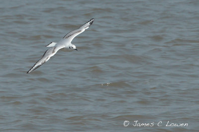 Bonaparte's Gull