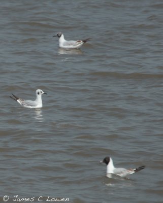 Bonaparte's Gull