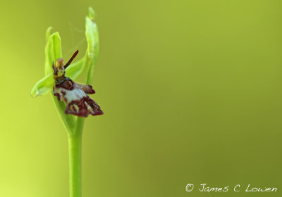 Fly Orchid