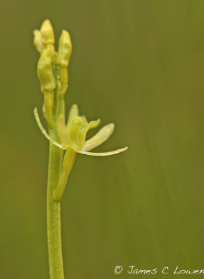 Fen Orchid