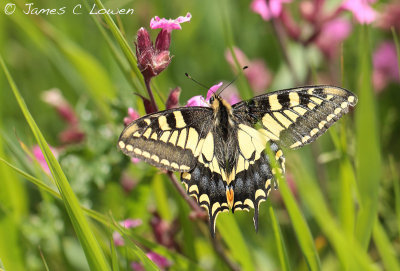 Swallowtail