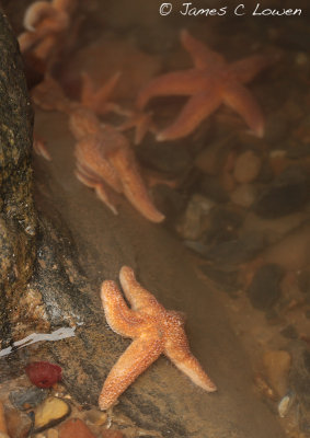 *NEW* Common starfish