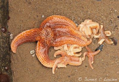 *NEW* Common starfish