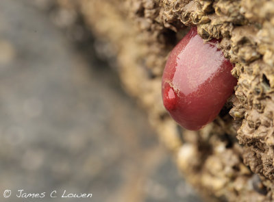 UK marine creatures