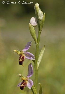 Bee Orchid var belgarum