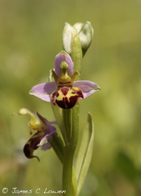Bee Orchid var belgarum