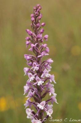 Chalk Fragrant Orchid