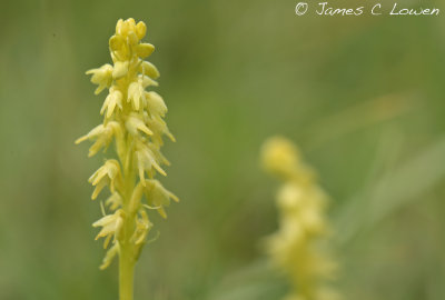 Musk Orchid