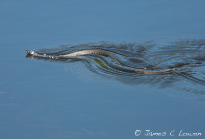 Grass Snake