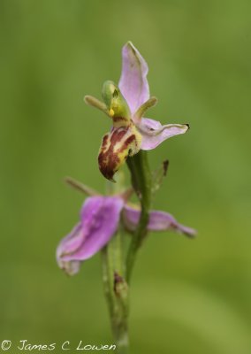 'Wasp' Orchid