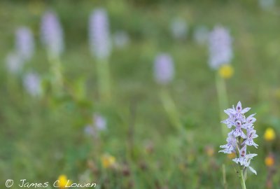 Common Spotted Orchid