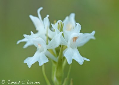 Common Spotted Orchid albiflora