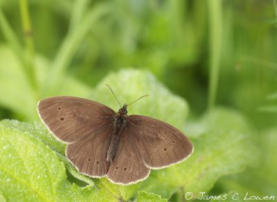 Ringlet