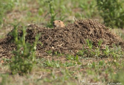 Black-tailed Prairie Dog