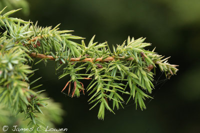 Common Juniper