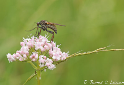 Horse fly sp.