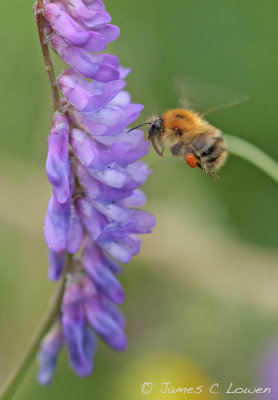 Common carder bee