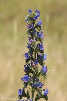 Vipers Bugloss