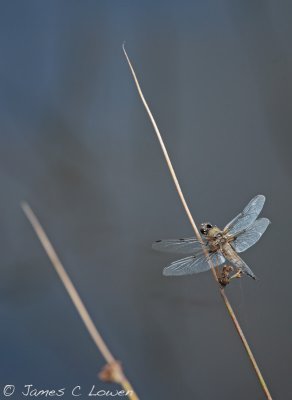 Four-spot Chaser