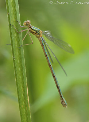 Willow Emerald Damselfly