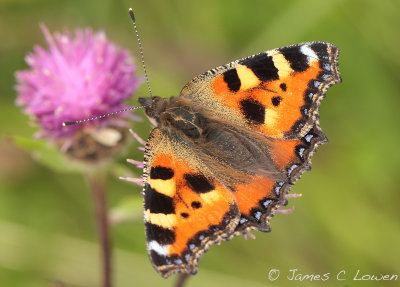 Small Tortoiseshell