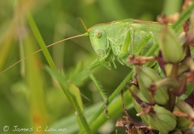 Great-green Bush-cricket