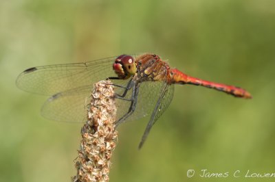 Ruddy Darter